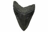 Fossil Megalodon Tooth - South Carolina #375813-2